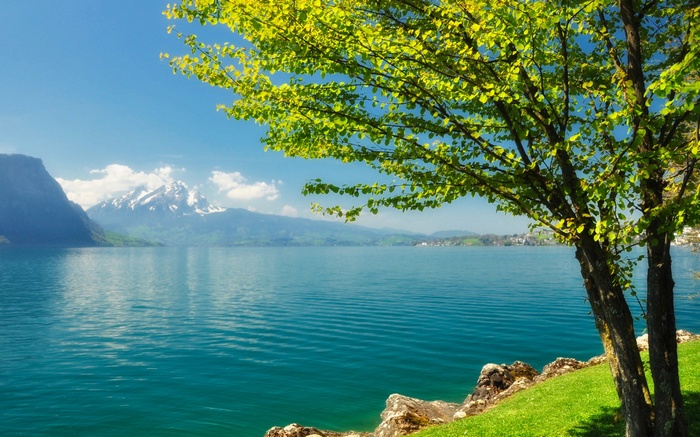 Tree by a lake with snow-capped mountains