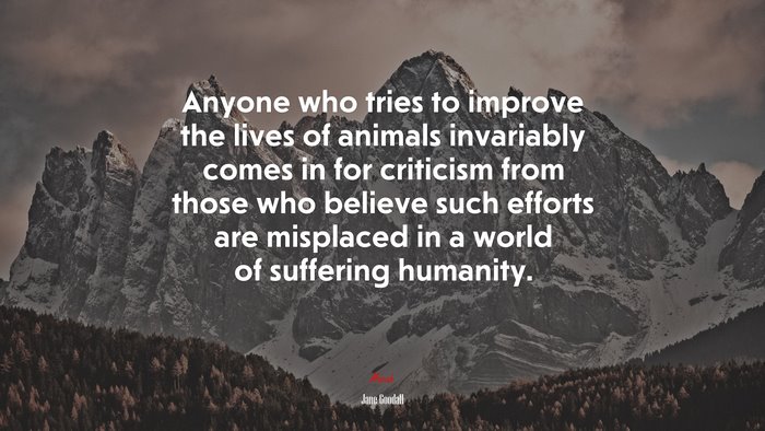 Anyone who tries to improve the lives of animals invariably comes in for criticism from those who believe such efforts are misplaced in a world of suffering humanity. | Jane Goodall quote