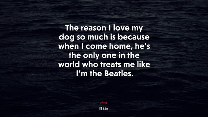 The reason I love my dog so much is because when I come home, he’s the only one in the world who treats me like I’m the Beatles. | Bill Maher quote