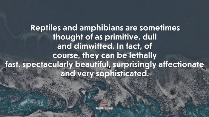 Reptiles and amphibians are sometimes thought of as primitive, dull and dimwitted. In fact, of course, they can be lethally fast, spectacularly beautiful, surprisingly affectionate and very sophisticated. | David Attenborough quote
