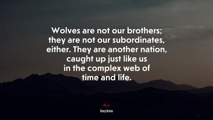 Wolves are not our brothers; they are not our subordinates, either. They are another nation, caught up just like us in the complex web of time and life. | Henry Beston quote