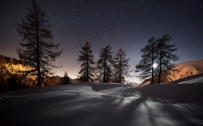 Snowy landscape with trees under starry night sky