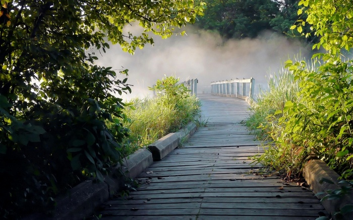 Wooden boardwalk through misty marshland with trees