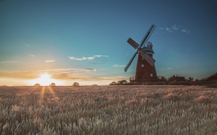 Windmill in a wheat field at sunset