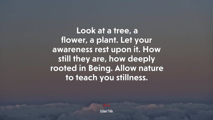 Look at a tree, a flower, a plant. Let your awareness rest upon it. How still they are, how deeply rooted in Being. Allow nature to teach you stillness. | Eckhart Tolle quote
