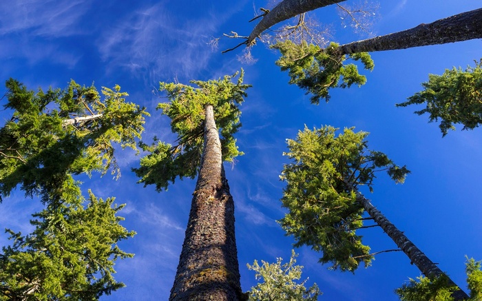 Tall evergreen trees against a bright blue sky
