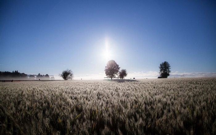 Sunrise over a wheat field with trees