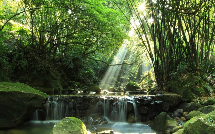 Sunlight streams through a bamboo forest onto a waterfall