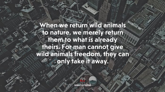 When we return wild animals to nature, we merely return them to what is already theirs. For man cannot give wild animals freedom, they can only take it away. | Jacques-Yves Cousteau quote