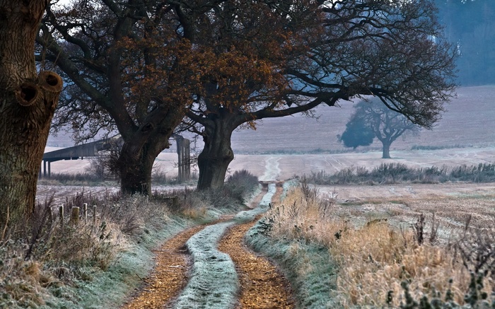 Winding frosty path through trees in winter landscape