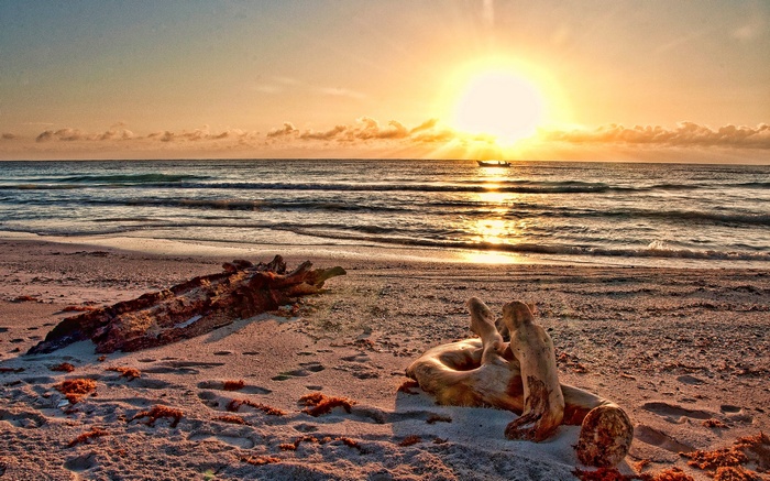 Sunrise over the ocean with driftwood on the beach