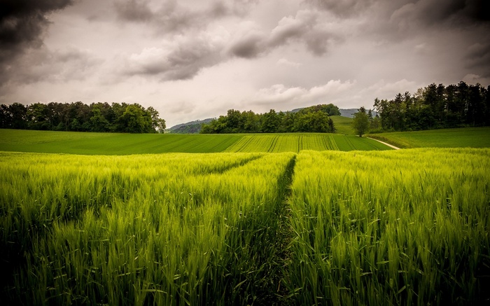 Wheat field with a path and stormy clouds