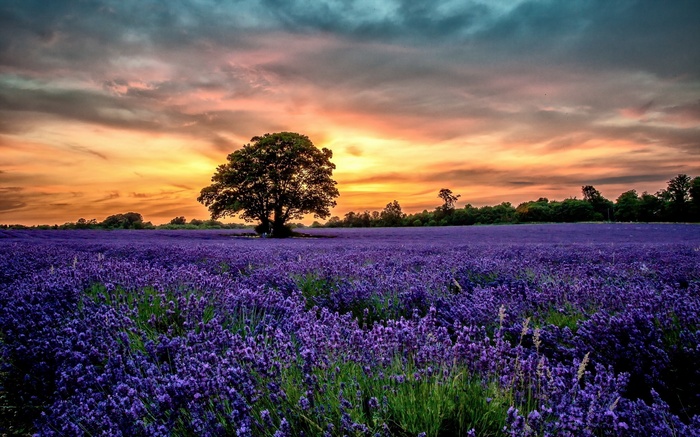 Lavender field with a lone tree at sunset