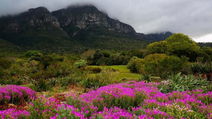 Purple flowers in front of a mountain and forest