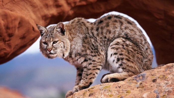 Bobcat on a rock formation