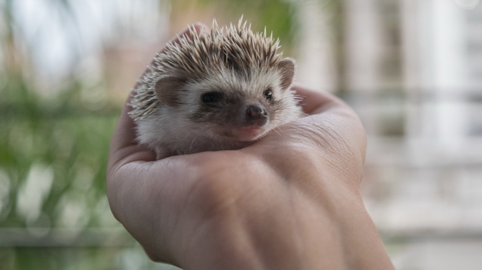 A tiny hedgehog held in a person's hand