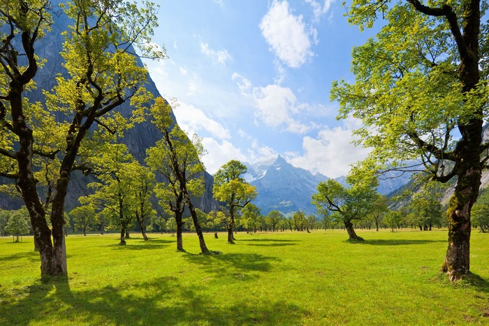 Green meadow with trees and mountains under a blue sky