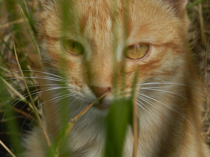 Orange cat hiding in grass