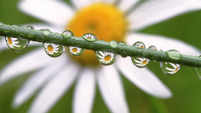 Water droplets on a stem reflecting a daisy