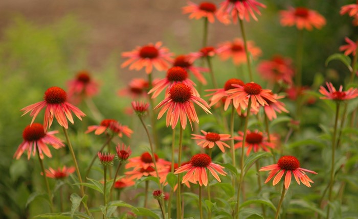 Orange Coneflowers in a Garden