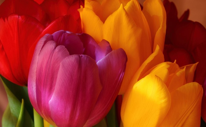Close-up of colorful tulips