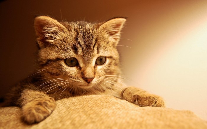 Tabby kitten resting on a textured surface