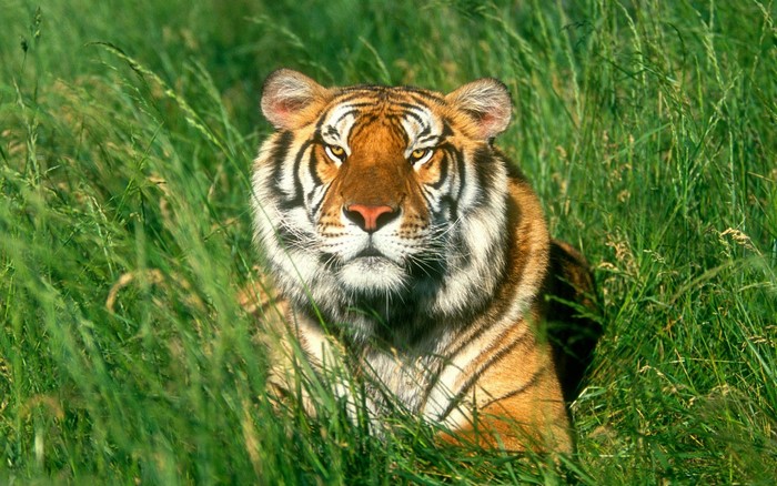 Tiger lying in tall green grass