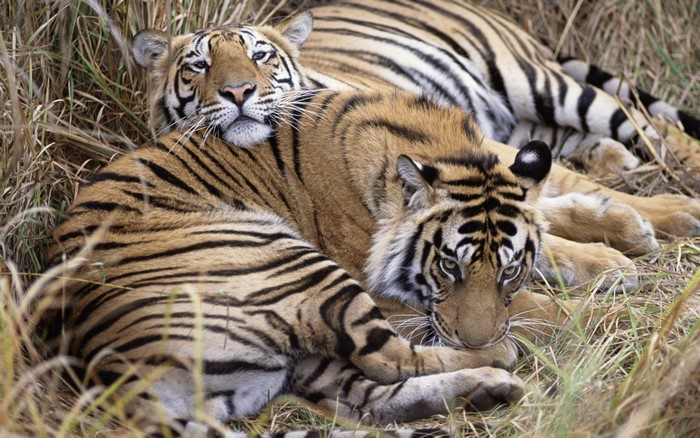 Two tigers resting in tall grass
