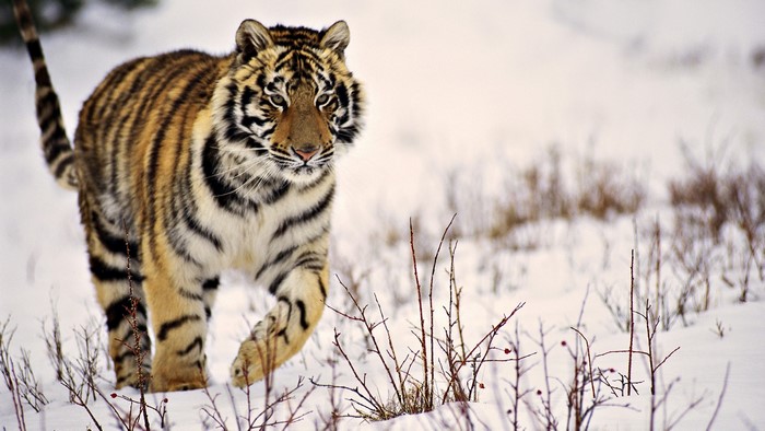 Tiger walking in the snow