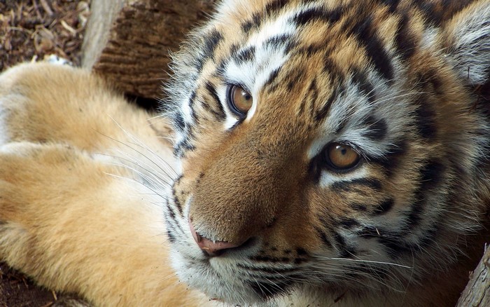 Close-up of a tiger cub's face