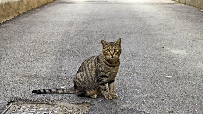 A tabby cat sits on an asphalt road