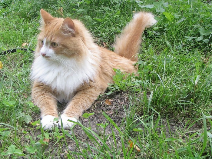 Orange and white cat lying in grass