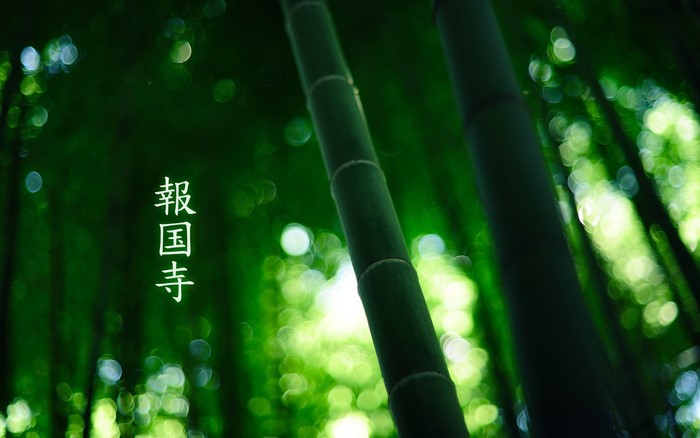 Japanese characters on bamboo stalks