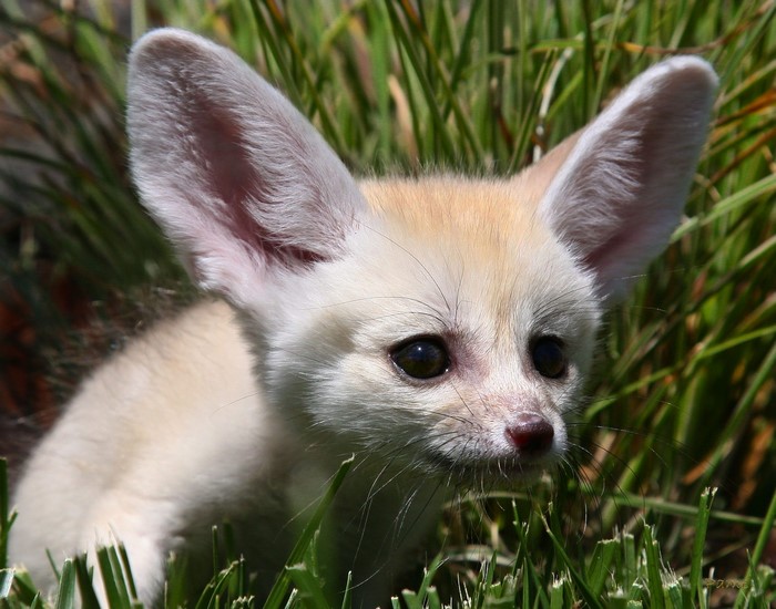 Fennec fox in green grass