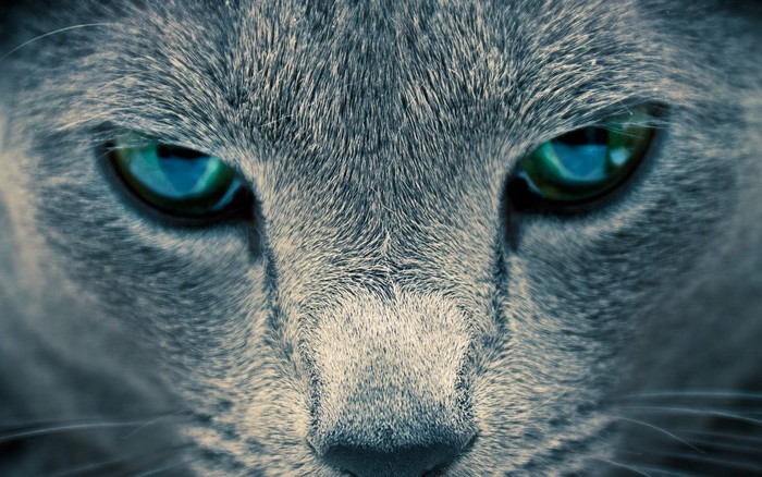 Close-up of a grey cat's face with green eyes