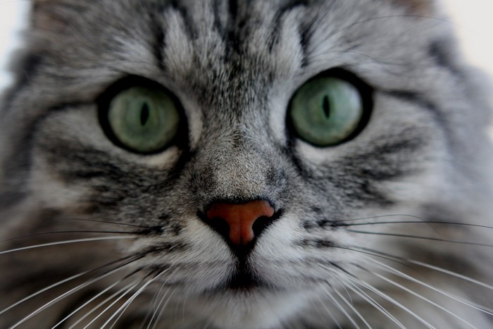 Close-up of a gray tabby cat's face