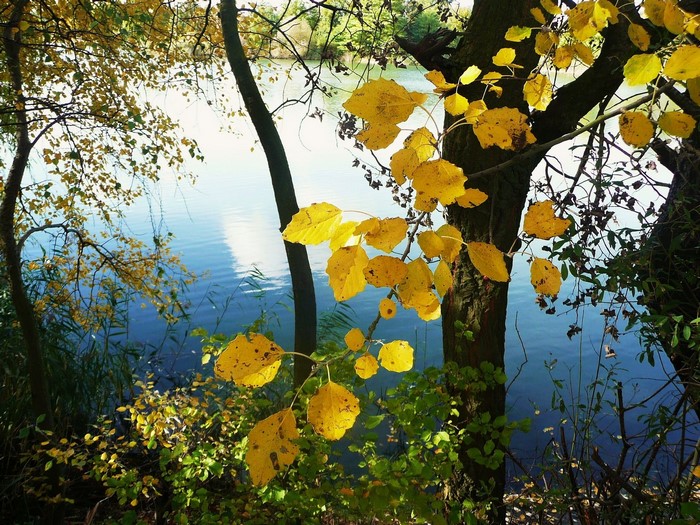 Autumn leaves by a lake