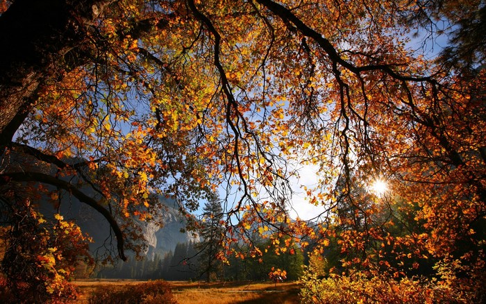 Autumn leaves frame a sunlit meadow and mountain