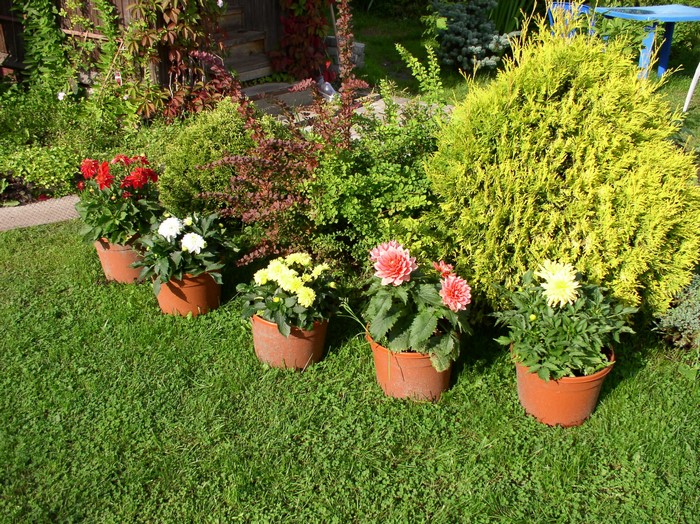Dahlias in pots on a lawn