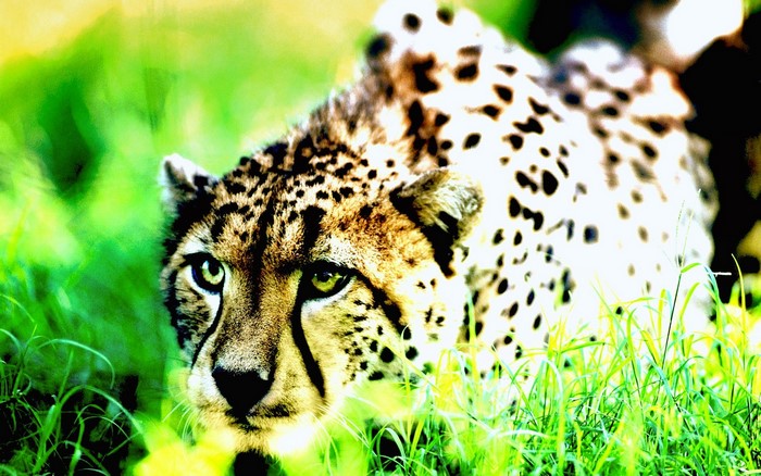 Cheetah in tall green grass