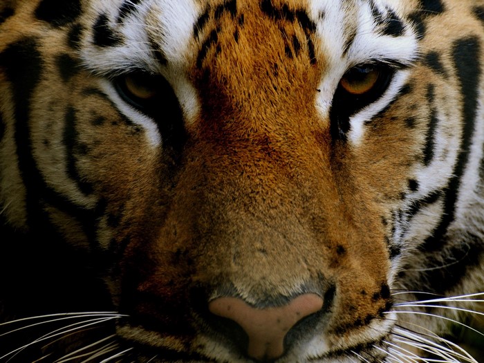 Close-up of a tiger's face