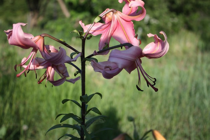 4K Lilies