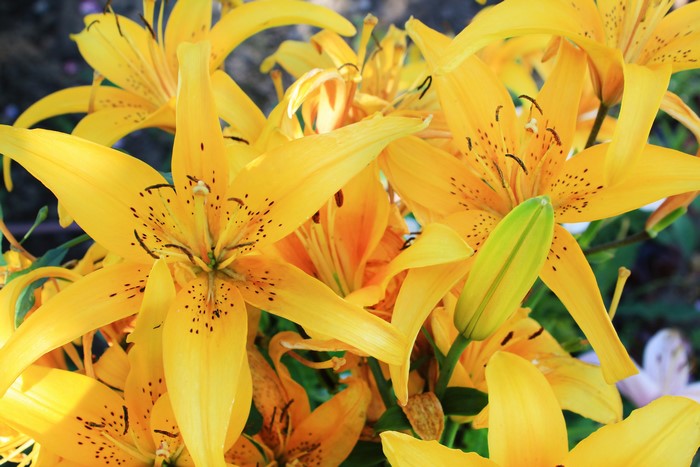 Yellow Lilies