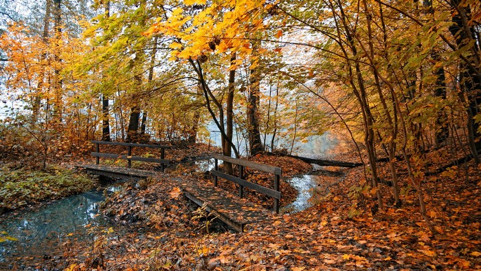 Autumn forest with bridges over a stream