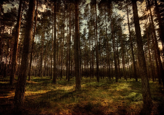 Sunlight filtering through a dense pine forest