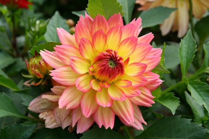 4K Dahlias