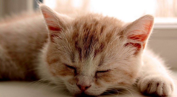 Close-up of a sleeping ginger kitten