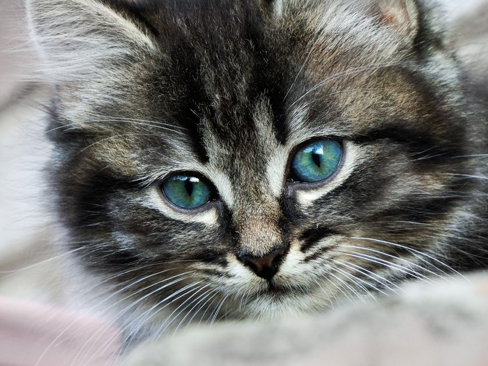 Close-up of a tabby kitten's face