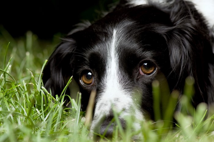 Border Collie dog lying in grass