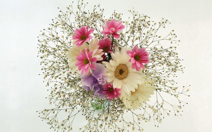 Bouquet of pink and white daisies with baby's breath